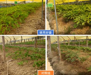 預(yù)防冷害、提高人參保苗率