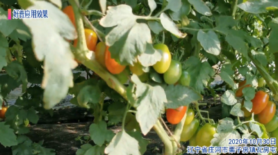 口感好 掛果多 防病 產(chǎn)量高:遼寧省莊河市栗子房鎮(zhèn)瓦房屯 (2020年10月)