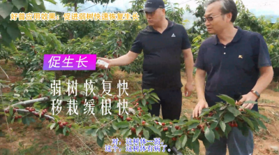 促進(jìn)生長(zhǎng) 弱樹恢復(fù)快 移栽緩根快(2020-2021)