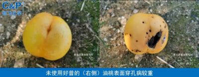 葉片健康 抗病效果好 商品率高 果個(gè)大 增產(chǎn)效果明顯:大連普蘭店市星臺(tái)鎮(zhèn)葡萄溝村(2021.9.1)