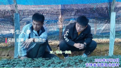保苗 抗病 抗寒 根須長(zhǎng):吉林安圖縣臺(tái)前村一年生人參(2020年9月)
