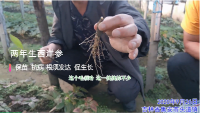 保苗 抗病 根須發(fā)達(dá) 促生長:吉林省吉安市頭道鎮(zhèn)兩年生西洋參(2020年9月)