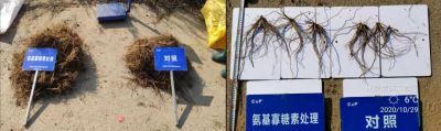 增產(chǎn)、防爛根:英額門鎮(zhèn)丁家街村(2020.10.29)