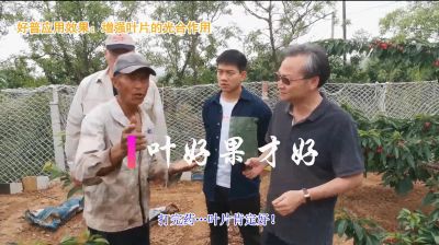 增強(qiáng)光合作用:陸地櫻桃(2020-2021)