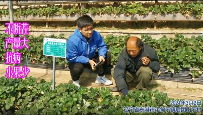 不斷茬 產(chǎn)量大 抗病 小果少:遼寧省東港市小甸子鎮(zhèn)后團(tuán)山子村(2021年3月)