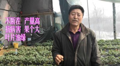 不斷茬 產(chǎn)量高 抗病害 果個大 葉片油綠:遼寧省莊河市蓉花山鎮(zhèn)前發(fā)村婁屯(2021年3月）