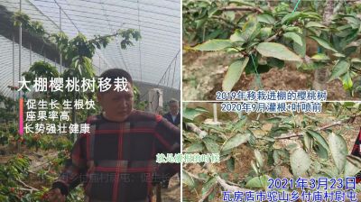 促生長(zhǎng) 生根快 座果率高 長(zhǎng)勢(shì)強(qiáng)壯:瓦房店市駝山鄉(xiāng)付廟村大棚櫻桃樹(shù)移栽(2021年3月)