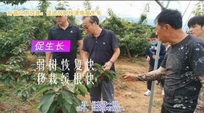 促進(jìn)生長(zhǎng) 弱樹恢復(fù)快 移栽緩根快(2020-2021)