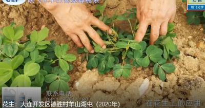 果勻、增產(chǎn)、品相好:大連開發(fā)區(qū)德勝村羊山湖屯(2020年7月)