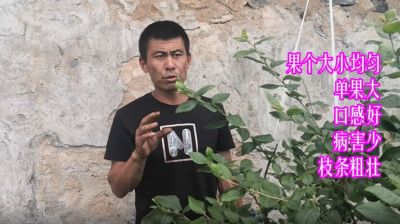 果個(gè)大小均勻單果大 口感好 病害少 枝條粗壯:丹東市古樓子鎮(zhèn)蒲石河村(2021年4月)