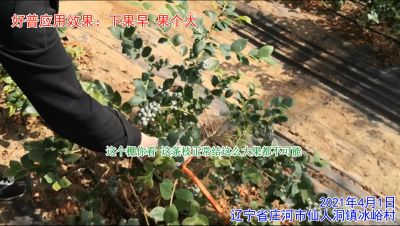 上市早 果個(gè)大 枝條健康 根系發(fā)達(dá):莊河仙人洞鎮(zhèn)冰峪村（2021年4月）