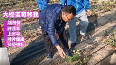 緩根快 開花早 上市早 葉片健康 長勢(shì)強(qiáng)壯:莊河市仙人洞鎮(zhèn)冰峪溝村藍(lán)莓移栽(2021年1月)