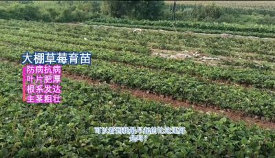 抗病、葉片濃綠增厚、主莖粗壯、根系發(fā)達(dá)：東港小甸子鎮(zhèn)（2021.8）