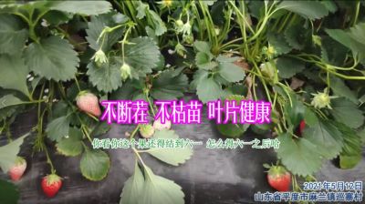 不斷茬 不枯苗 葉片健康:山東省平度市麻蘭鎮(zhèn)巡寨村(2021年5月)