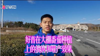 抗病、增產(chǎn)、提升果品：旅順三寰牧場大棚番茄（2020.12）