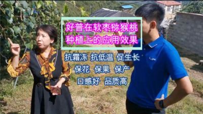 寬甸縣青椅鎮(zhèn)軟棗獼猴桃：抗霜凍 促生長 ?；?保果 保產(chǎn)（2020.9）