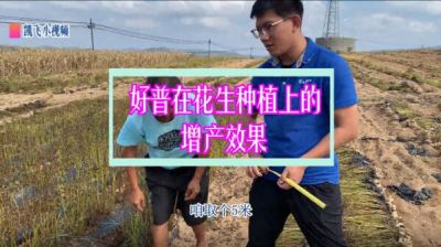 普蘭店雙塔鎮(zhèn)雙塔村塔東屯：促生根、增產(chǎn)、提高品質(zhì)（2021年9月）