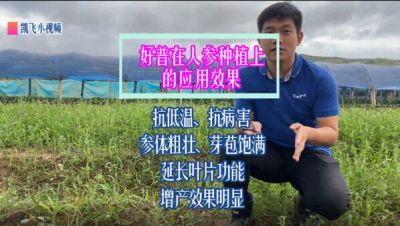 抗低溫、防病害、參體粗壯、芽孢飽滿，延長(zhǎng)葉片功能，增產(chǎn)效果明顯：吉林省延邊自治州安圖縣臺(tái)前村（2021年9月）