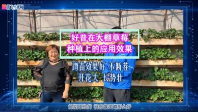蹲苗效果好、不斷茬、開花大、長(zhǎng)勢(shì)壯:?東港市馬家店鎮(zhèn)大棚草莓（2021.10.29）