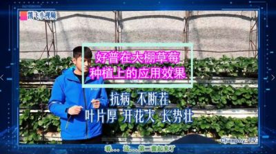 抗病不斷茬、葉片厚、開花大、長勢壯：東港市合隆鎮(zhèn)大棚草莓(2021.10.29)