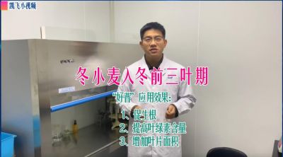 冬小麥三葉期：促生根、提高葉綠素含量、增加葉片面積；山東菏澤市孟海鎮(zhèn)（2021.12.10）