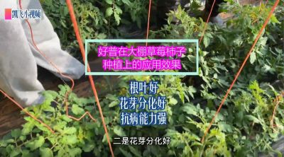 根葉好、花芽分化好、抗病能力強(qiáng)：金州華家街道孫屯 大棚草莓柿子（2021.12.16）