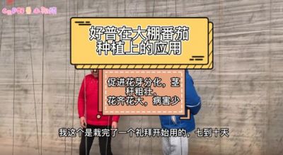 促進(jìn)花芽分化、花齊花大、病害少:大連市華家街道金星村(2022.2.18)