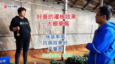 保苗率高、抗病效果好、產(chǎn)量高:莊河市光明山鎮(zhèn)小營子村 大棚草莓（2022.1.4）