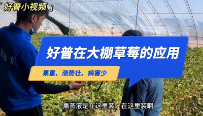 果重、長勢壯、病害少：莊河市步云山鄉(xiāng)溫泉村大棚草莓（2022.5.28）