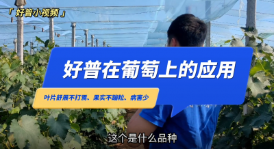 葉片舒展不打蔫、果實(shí)不蹦粒、病害少：金州區(qū)七頂山巨峰葡萄(2022.6.24)