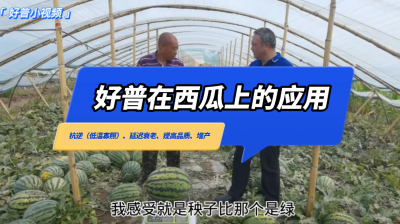抗逆（低溫寡照）、延遲衰老、提高品質(zhì)、增產(chǎn)：新民市大民屯西瓜（2022.7.12）