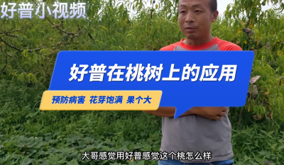 預(yù)防病害、花芽飽滿、果個(gè)大：普蘭店市星臺(tái)鎮(zhèn)上尹屯油八桃（2022.7.25）