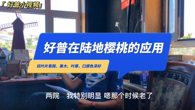 抗葉片衰弱、口感豐富、保葉：大連革鎮(zhèn)堡露地櫻桃（2022.6.26）