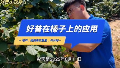 增產(chǎn)、提高果實重量、葉片好:莊河市大營鎮(zhèn)八家村榛子（2022.8.11）