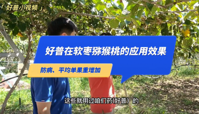防病、平均單果重增加:大連市金州區(qū)華家街道軟棗獼猴桃（2022.9.13）