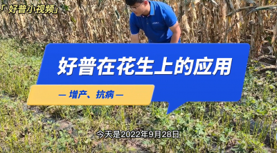 增產(chǎn)、抗?。浩仗m店墨盤街道大荒地村花生（2022.9.28）