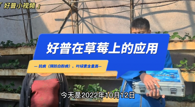 葉綠素含量高、抗?。簴|港市馬家店鎮(zhèn)草莓（2022.10.12）