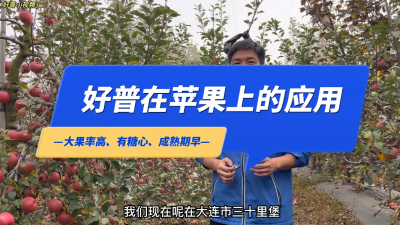 大果率高、有糖心、成熟期早：大連市金州區(qū)三十里堡街道馬圈農(nóng)場矮化富士蘋果（2022.10.31）