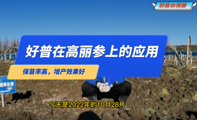 保苗率高、增產效果好：延邊州安圖縣臺前村高麗參（2022.10.28）