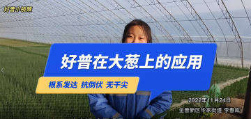 根系發(fā)達(dá)、抗倒伏、無(wú)干尖：大連市金普新區(qū)華家街道大蔥（2022.11.24）