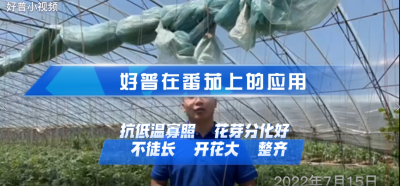 花芽分化好、不徒長、開花好：大連市金普新區(qū)登沙河街道叢家金星村番茄（2022.7.15）