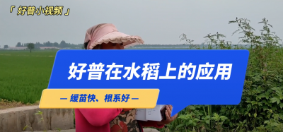 緩苗快、根系好：營(yíng)口市大石橋市后劉村水稻（2022.7.25）