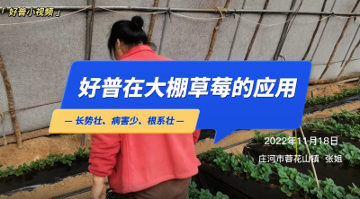 長勢壯、病害少、根系壯：莊河市蓉花山鎮(zhèn)草莓（2022.11.18）