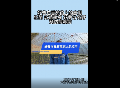 成苗率、花芽分化好、預(yù)防病毒病：大連市金普新區(qū)華家街道番茄（2022.11.24）