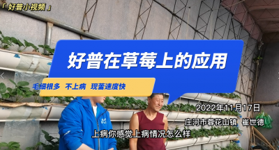 毛細(xì)根多、不上病、現(xiàn)蕾速度快：莊河市蓉花山鎮(zhèn)草莓（2022.11.17）