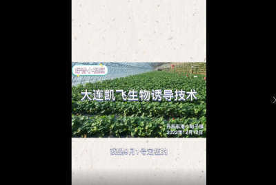 病害輕、成熟早、長勢好：東港市小甸子鎮(zhèn)草莓（2022.12.12）