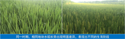 大連凱飛科技助農(nóng)——品種檢測(cè)驗(yàn)真身，“假種子”無所遁形！