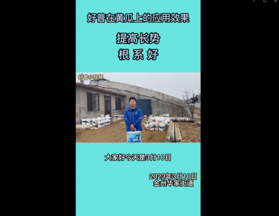 提高長(zhǎng)勢(shì)、根系好：金州華家街道（2023.3.10）