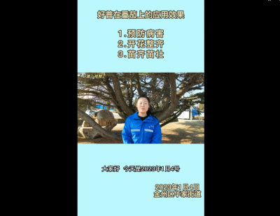 預(yù)防病害、開花整齊、苗齊苗壯：大連市金普新區(qū)華家街道（2023.1.4）
