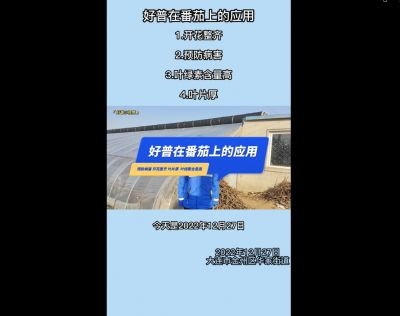 開花整齊、預(yù)防病害、葉綠素含量高、葉片厚：大連市金普新區(qū)華家街道（2022.12.28）